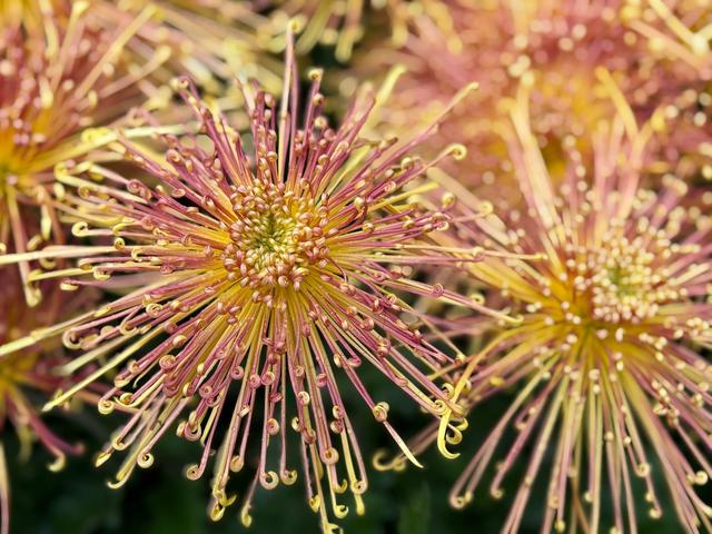冬雨赏菊韵味浓