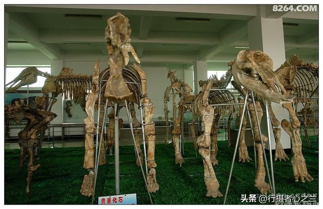 山东行游影记（27）—平邑天宇自然博物馆（二）