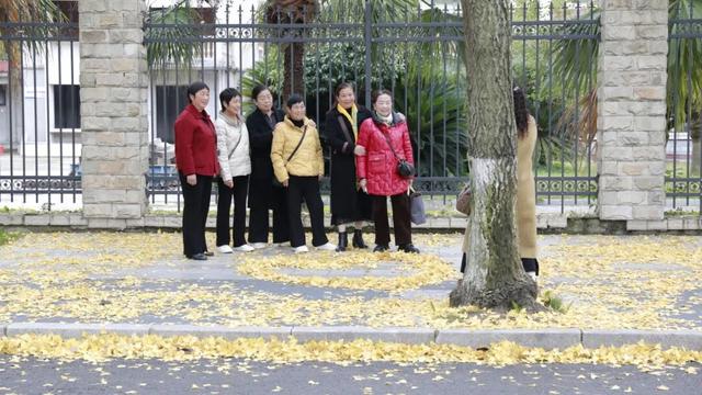 落叶缓扫，快来新津比“叶”！