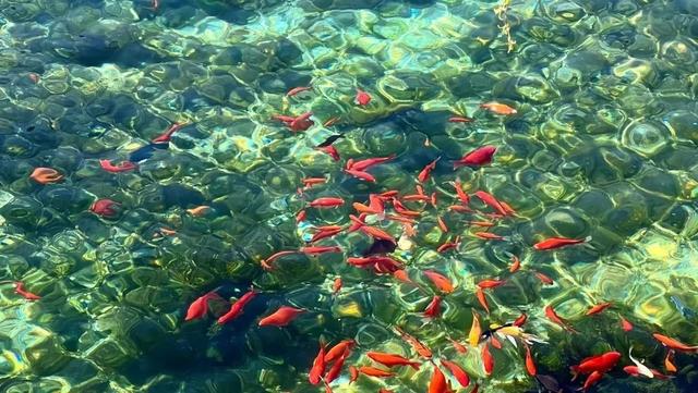 这里有一份超实用的济南旅行攻略