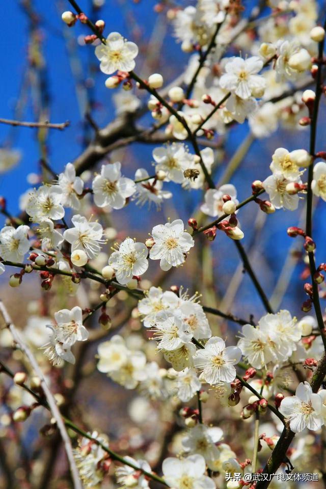 东湖梅园上演诗意奇缘 “仙鹤”翩跹呼应千古佳话