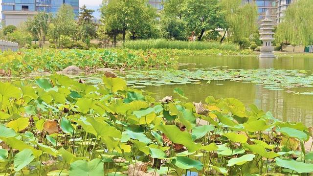 西安木塔寺公园里碧波荡漾 风景如画