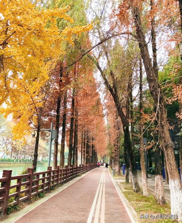 免费！成都府河上的水杉红惊艳来袭，地铁公交车直达！