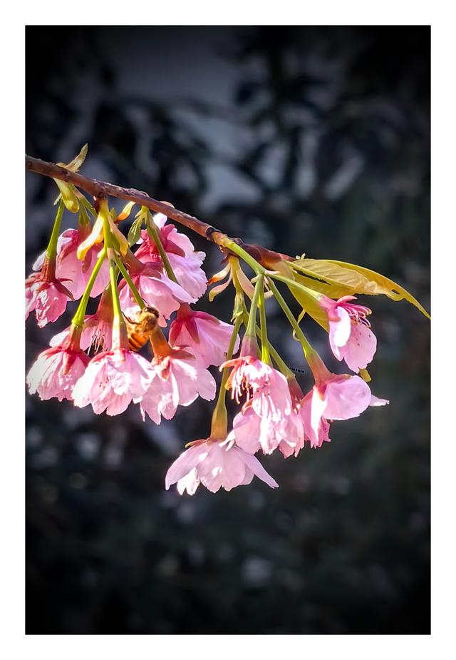 【夏云】早春三月，樱你而美——静安雕塑公园赏花记