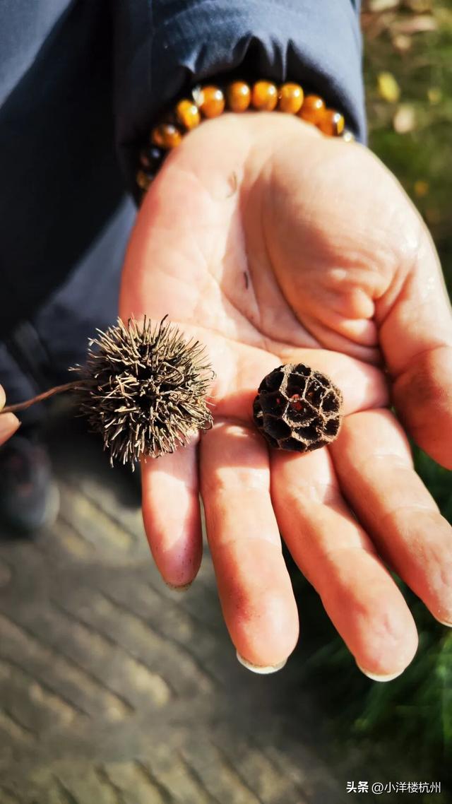 跟随树友们逛中国第一座现代植物园——浙大植物园