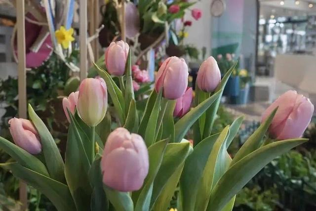 北京顺义国际鲜花港 梦幻的花海秘境