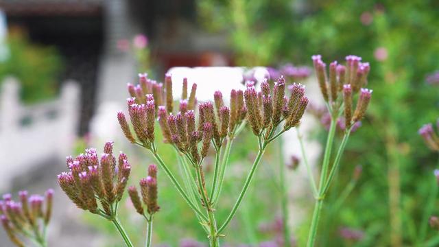 盘州市哒啦仙谷景区：清凉夏日，绿色植物园成为避暑游客热门打卡地