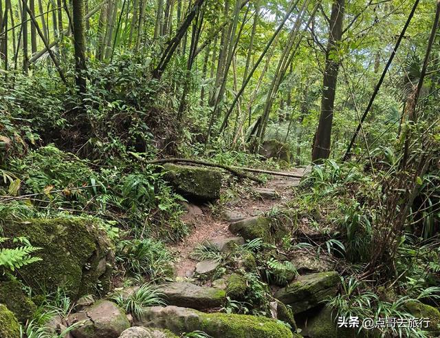 成都崇州徒步首选，被低估的森林路线，全部免费，风景超级惊艳！