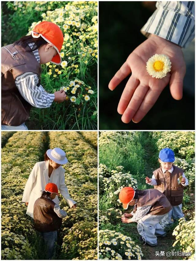 秋游射阳，这片菊海藏不住了！