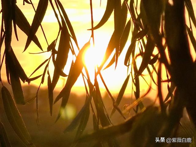 灞桥——这水，这柳