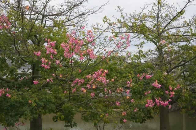 请查收!怀集发来花色请柬