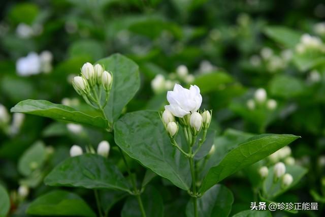 岁月安然，心已素闲，愿你一路悲欢，一路遇见