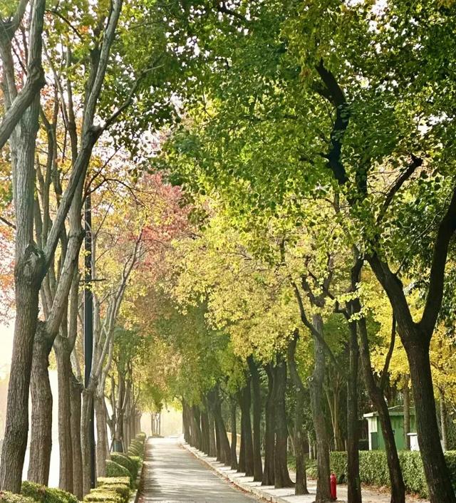 秋色浓度已拉满，谁还没偶遇申城街头的 “赤橙黄绿交响曲”？