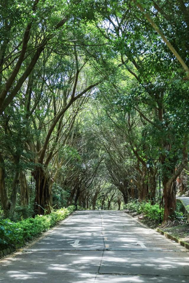 🤳原来秋天的龙岗，要这么追……