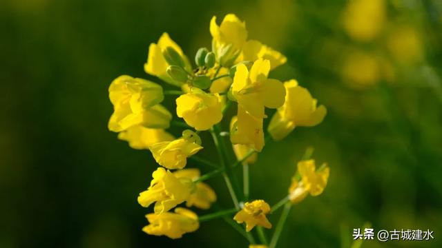 建水稻田公园油菜花海进入最佳观赏期 盛放美景引客来