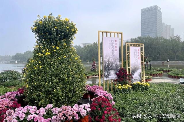 安阳第32届金秋菊展盛装启幕！万盆绽放菊花邀您共赴“醉美”之约！