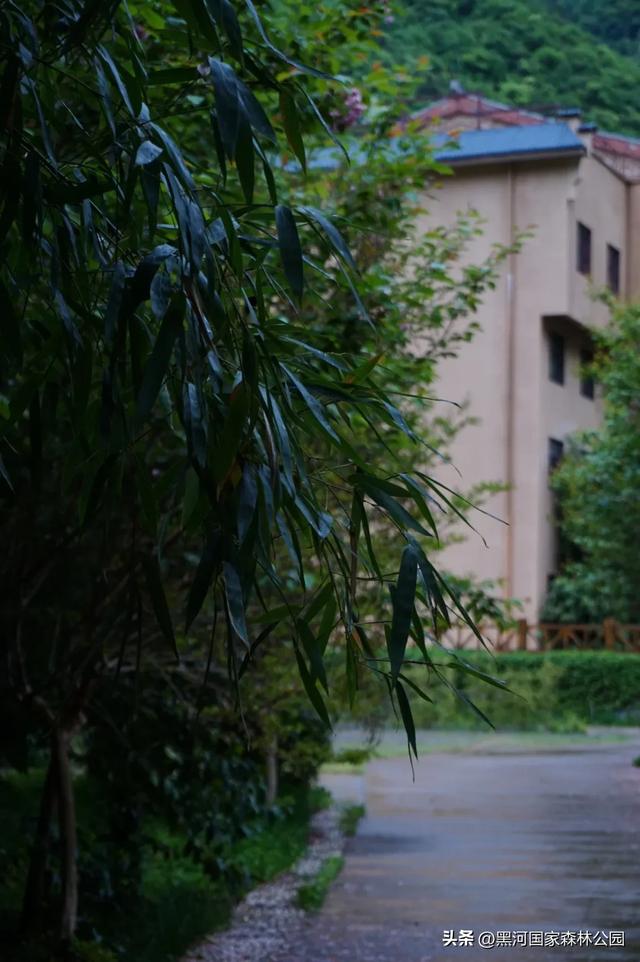一夜入秋 | 一键查看你不曾见过的雨中黑河