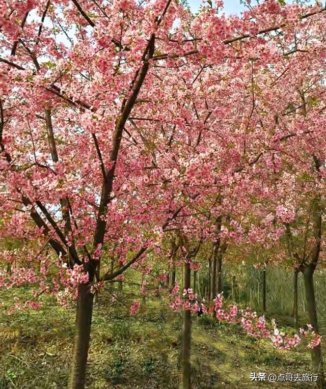 成都附近千亩樱花开了，漫山遍野粉色云霞，超级漂亮，不要门票！