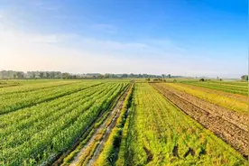 2024年耕地地力保护补贴已公布，每亩补多少钱？5类土地领不到图片