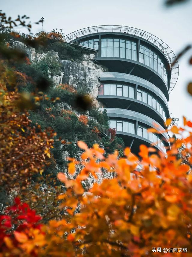 实拍！红的橘的黄的，整个淄博“燃”起来了！这些路段落叶缓扫→