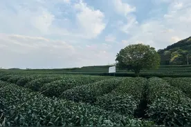 赴一场茶与器的诗意共鸣——石家庄日报茶陶美学之旅报名啦！图片