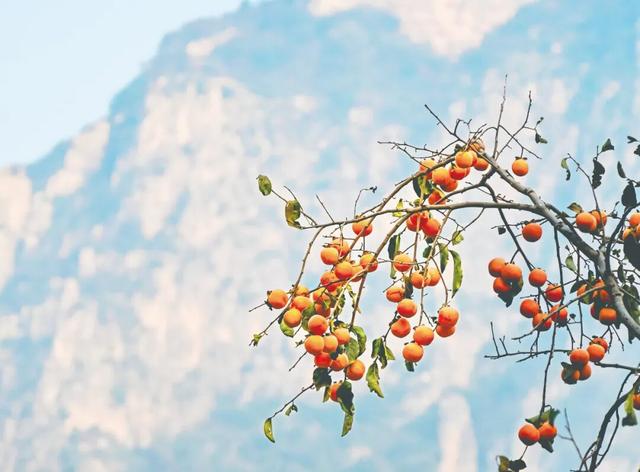 平顺县虹霓村，不愧是“秋景天花板”！
