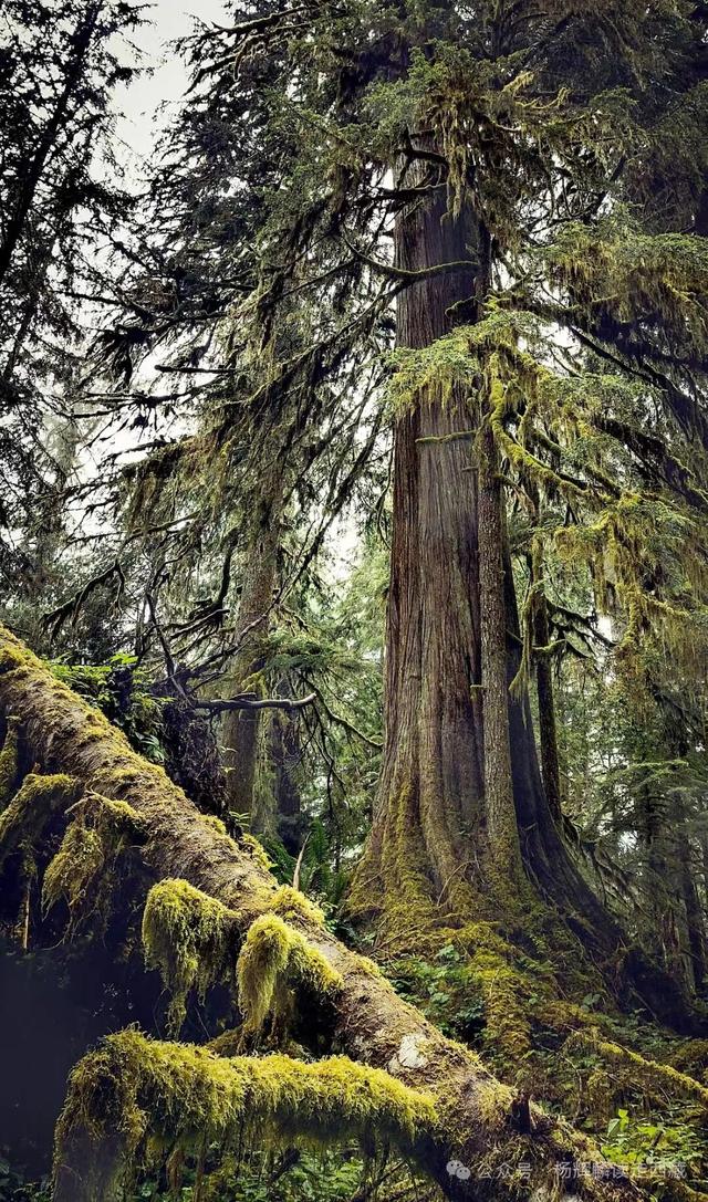 林芝•墨脱，聂拉藏布风光美，一年四季都散发着芬郁的芳香