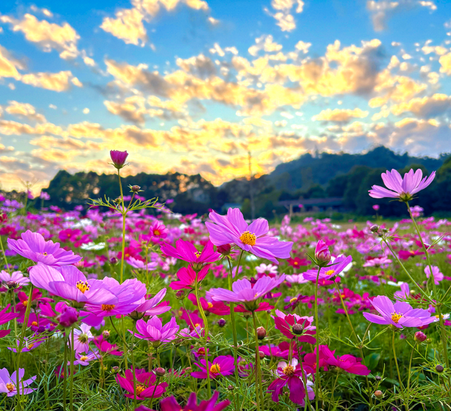 格桑花开！共赴一场反季的浪漫