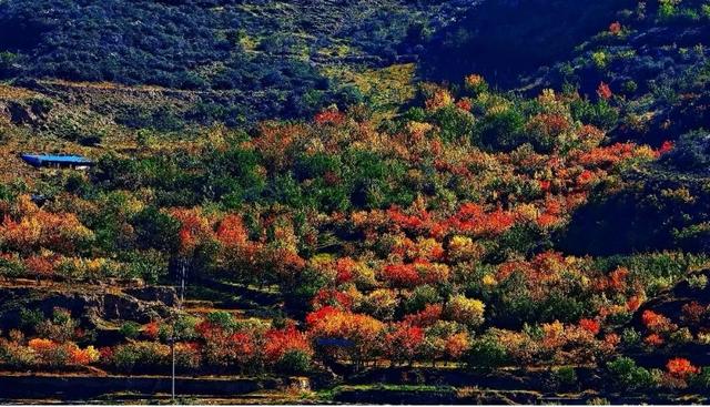 【白银文旅】冬已至秋渐远，再赏一波靖远的秋