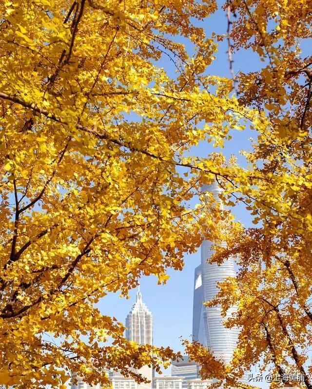 魔都秋日隐藏款！这里的银杏会“穿越”陆家嘴天际线