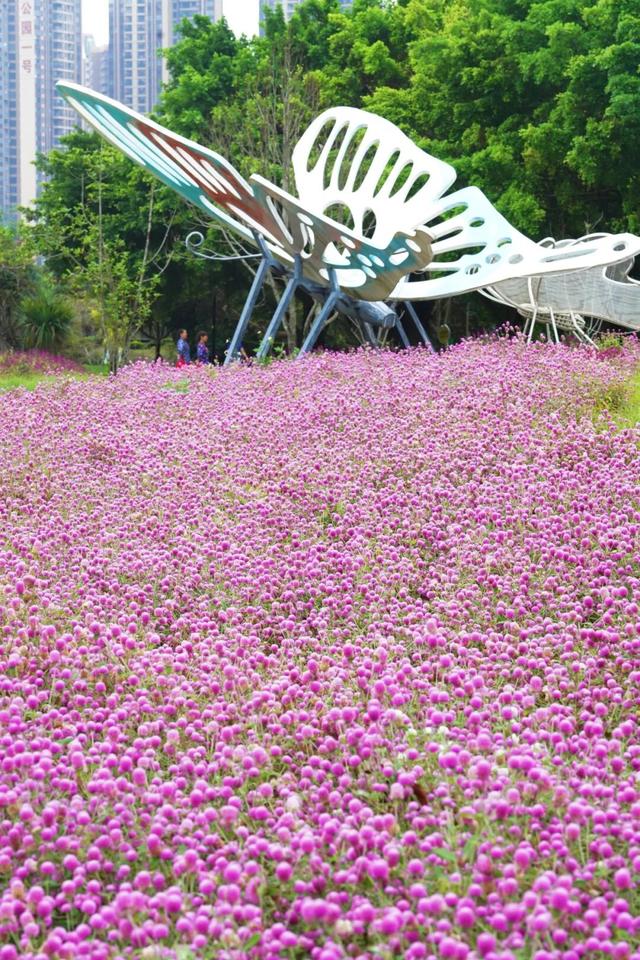 在多彩花海间，邂逅湛江的浪漫初冬！