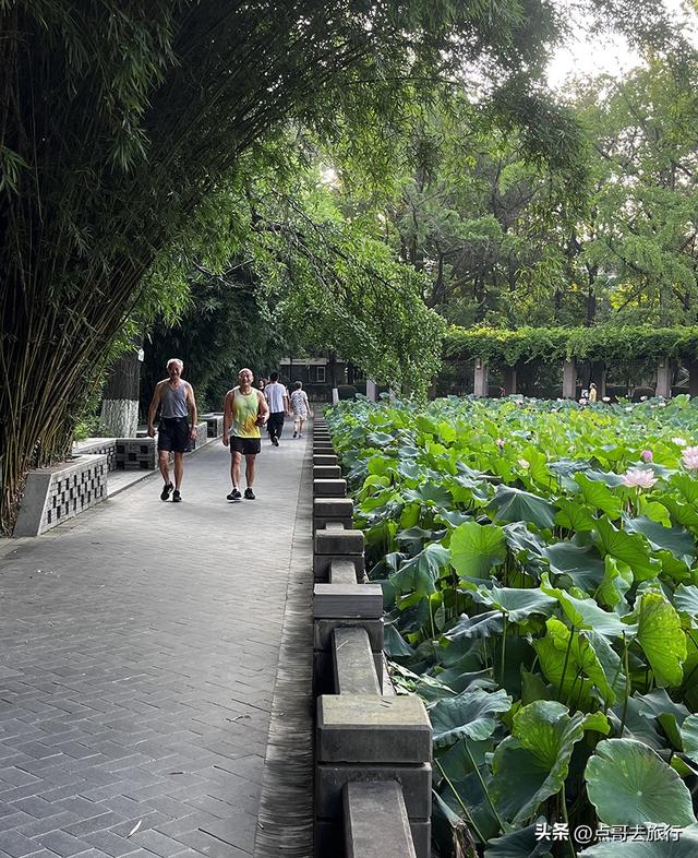 成都第二波荷花开了，环境清凉，比第一波更震撼人心，不要门票！