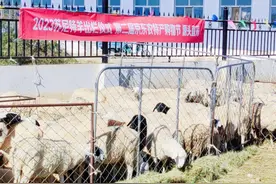 贵族羊肉之一苏尼特羊出栏：源头直采完善供应链冷链物流快速配送图片