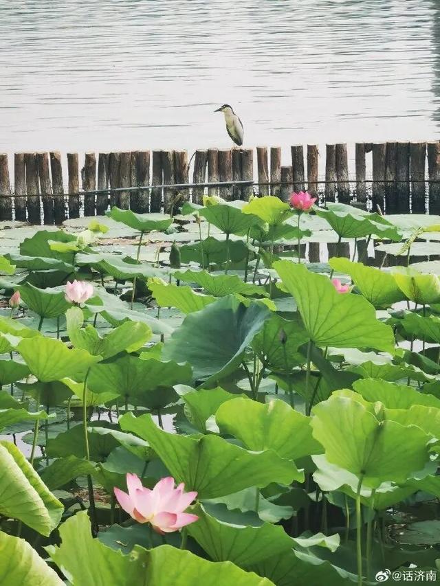 2025四季巡礼！100位寻美客邀你共绘最美泉城图鉴