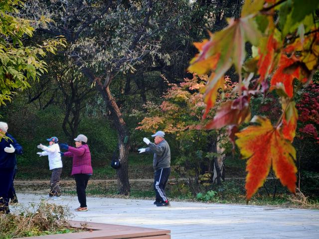 沈阳寻找银杏：从北陵到北塔