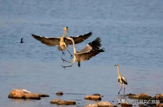 【文旅医养】封神！冬天去卢氏，就按这个节奏玩！