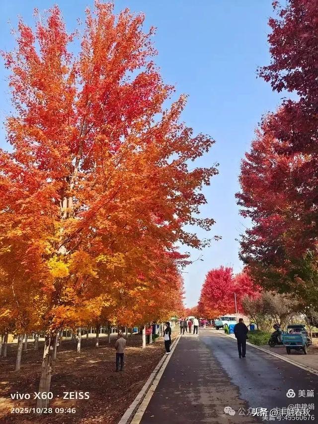 丹枫映秋,枫彩满楼|申艳娟