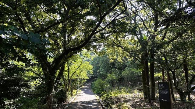 感受自然之美,夏日里的清幽秘境, 韩国济州岛汉拿树木园