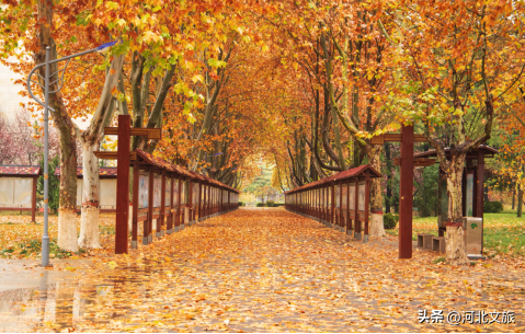 别错过！石家庄市城区赏秋最全指南，来啦→