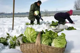 东北人热情好客，心宽体壮，抑郁少发图片