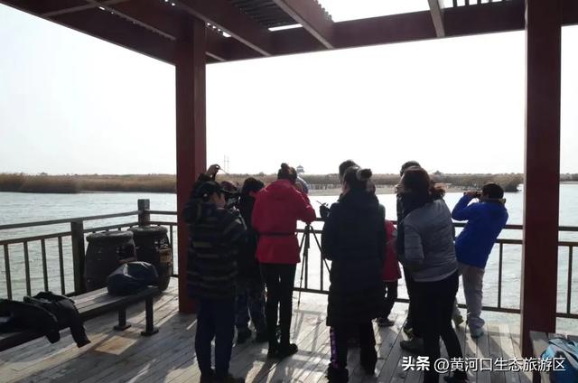 【黄河口生态旅游区】黄河口最美观鸟季已上线，赏鸟正当时！快来邂逅候鸟之约吧！
