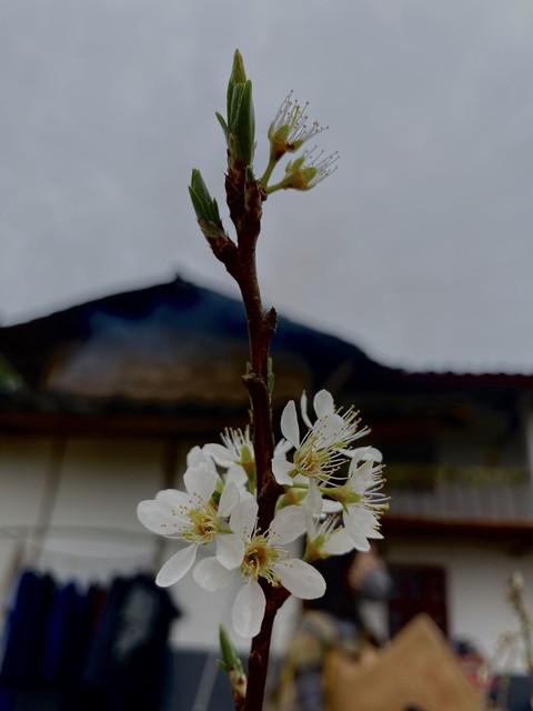 谁发明的？在千亩李花里烫火锅！荣昌今天火出圈