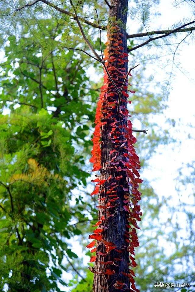 京山虎爪山赏秋：来得迟，景正好