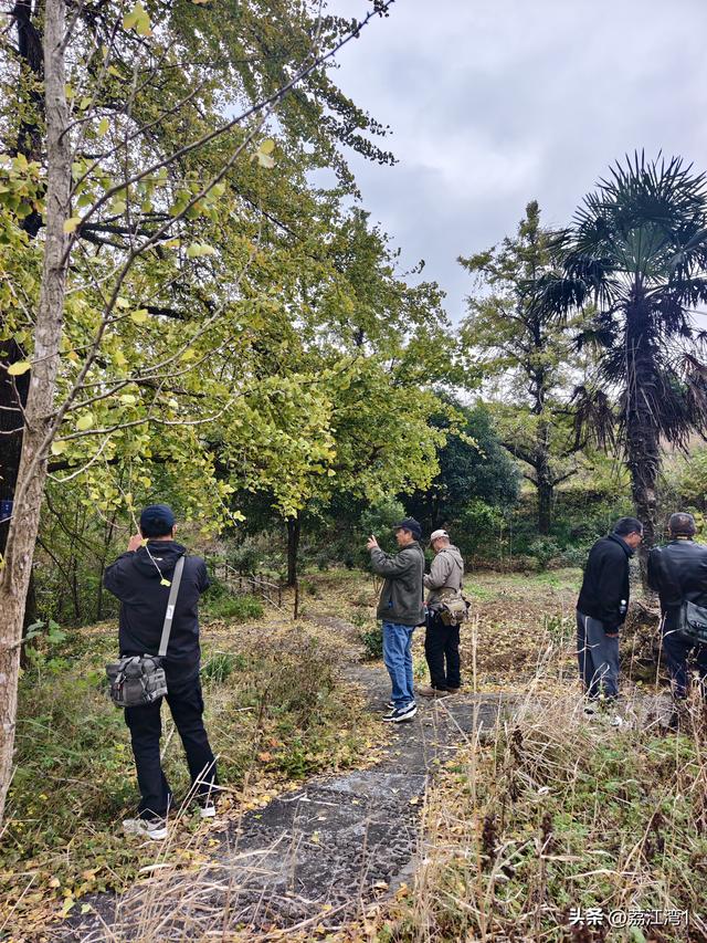 游长岗岭古村，观飘黄银杏