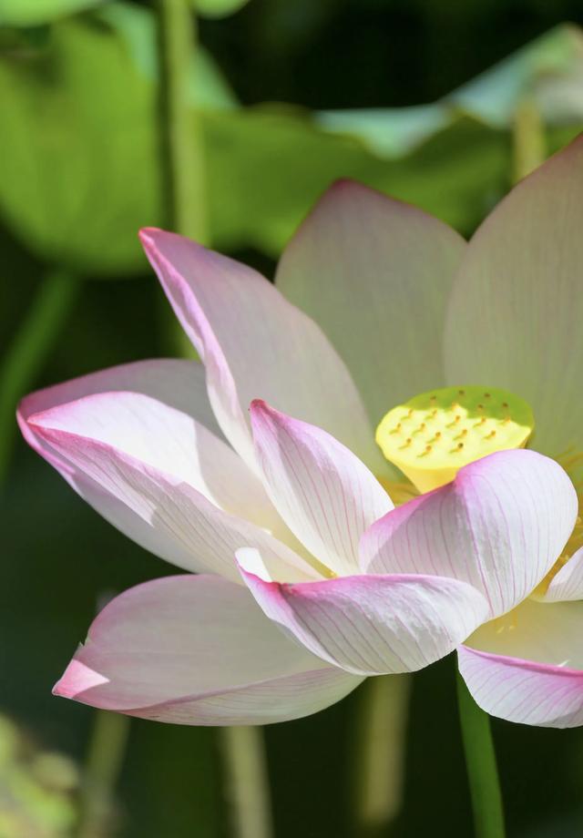 “清水出芙蓉，天然去雕饰” ：荷花朵朵开，“荷荷”又美美！