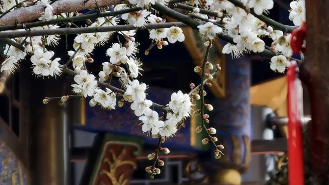 限时“梅”景！郫都这座千年古寺，藏着冬日最治愈的禅意与浪漫