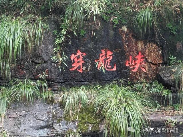 温州这个以畲族始祖命名的4A级景区，秘藏着一座“生物王国”！