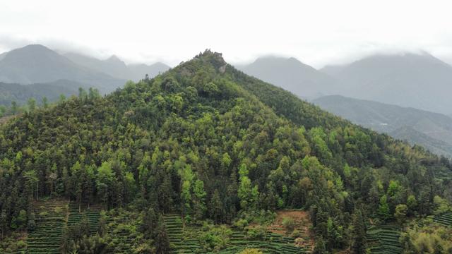 魏若来肯定是江西吉安人，但不一定是遂川人