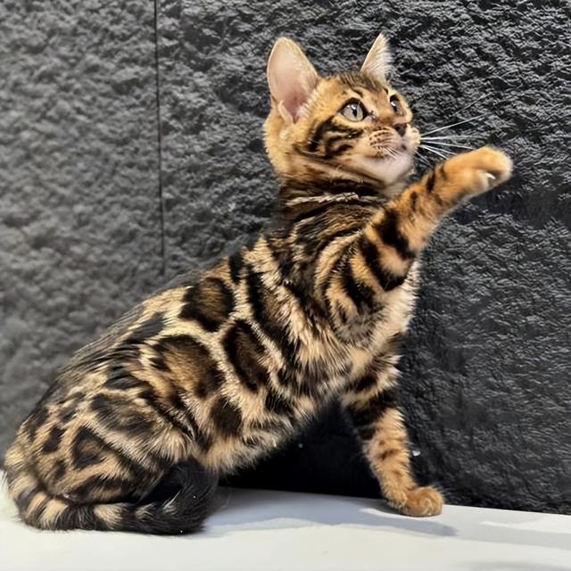 禁止私自饲养！湖南女子废木料里发现4只，养半月后匆忙上交