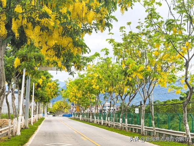 美到犯规！厦门莲花这条路成“黄金雨”仙境，绵延数公里！